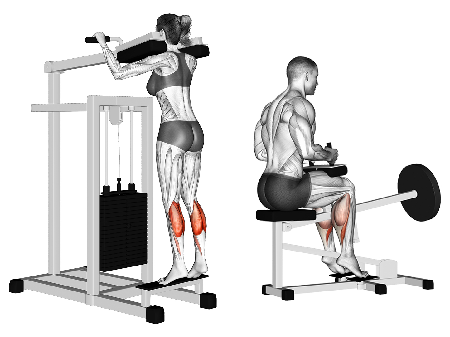 standing-and-seated-calf-raises.jpg